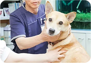 犬の診察