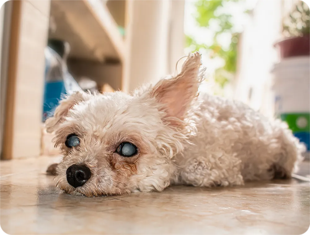 白内障の犬