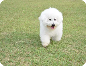 芝生を走る犬