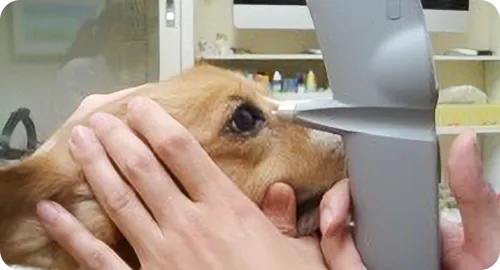 犬の眼圧測定