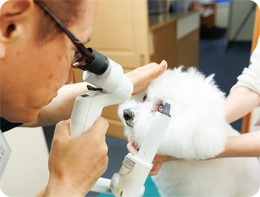 犬の目の診察