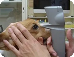 犬の眼圧測定検査