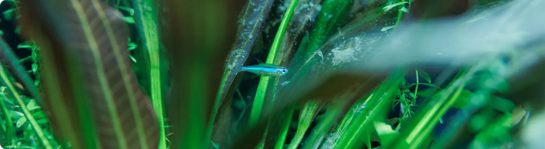 水槽の魚