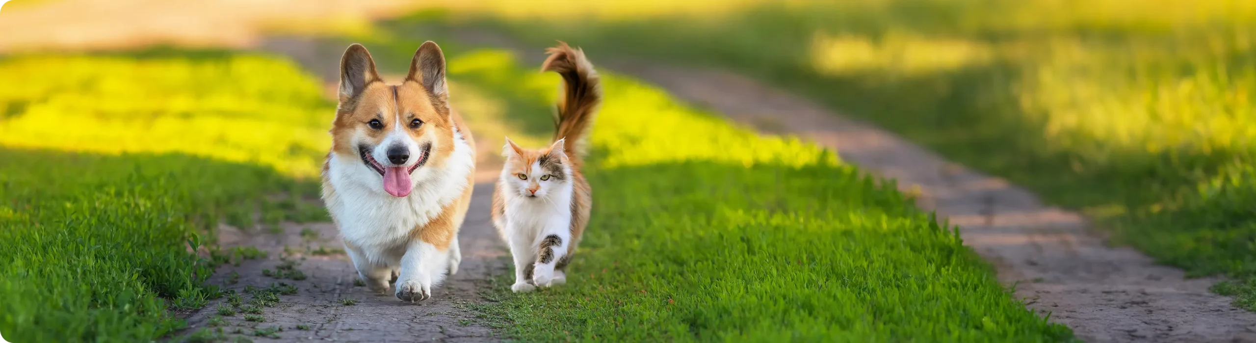 犬と猫の散歩