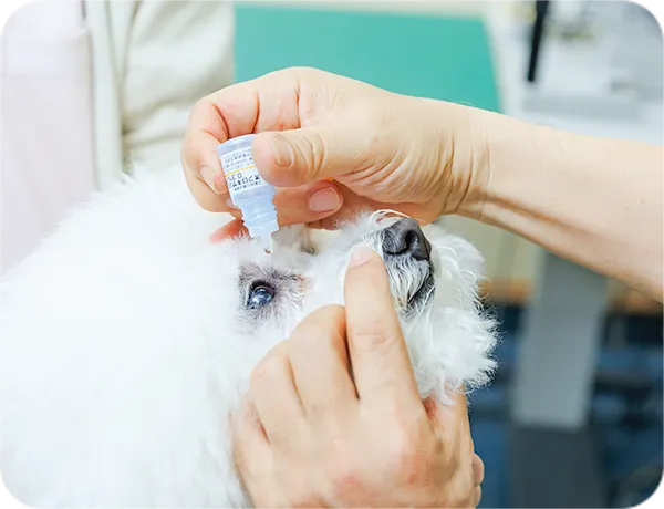 犬の点眼