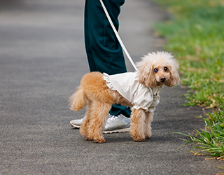 犬の散歩