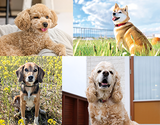 さまざまな犬種