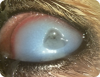 犬の角膜潰瘍