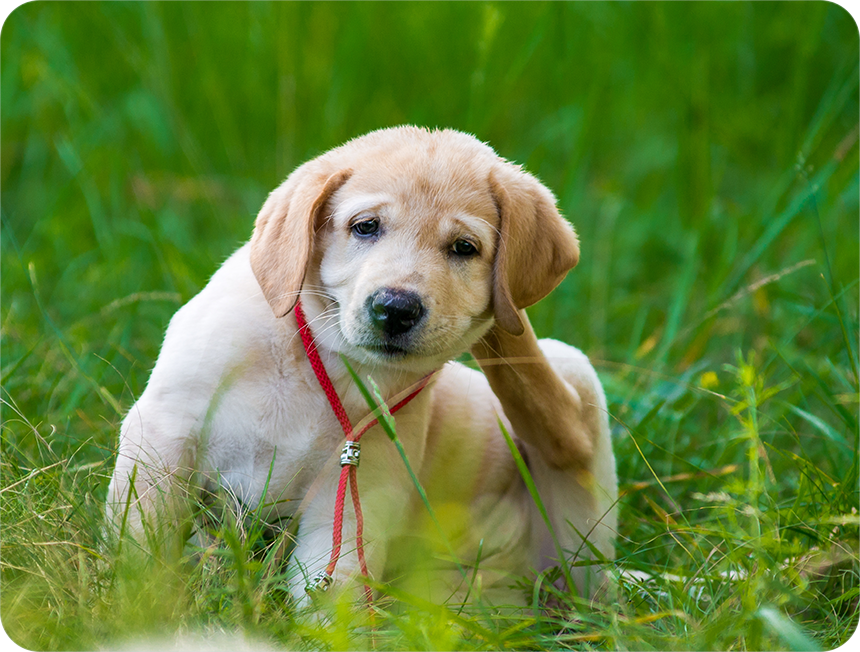 犬