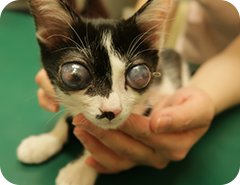 猫の先天性緑内障