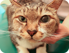眼球に左右差のある猫