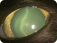 白い線が入った猫の目