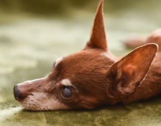 白内障の犬