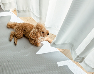 カーテンのそばで休んでいる犬