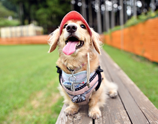 サンバイザーを付けている犬